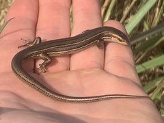 Pseudemoia rawlinsoni