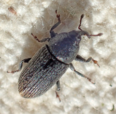 Mecinus pyraster
