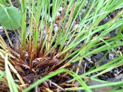 Trichophorum planifolium