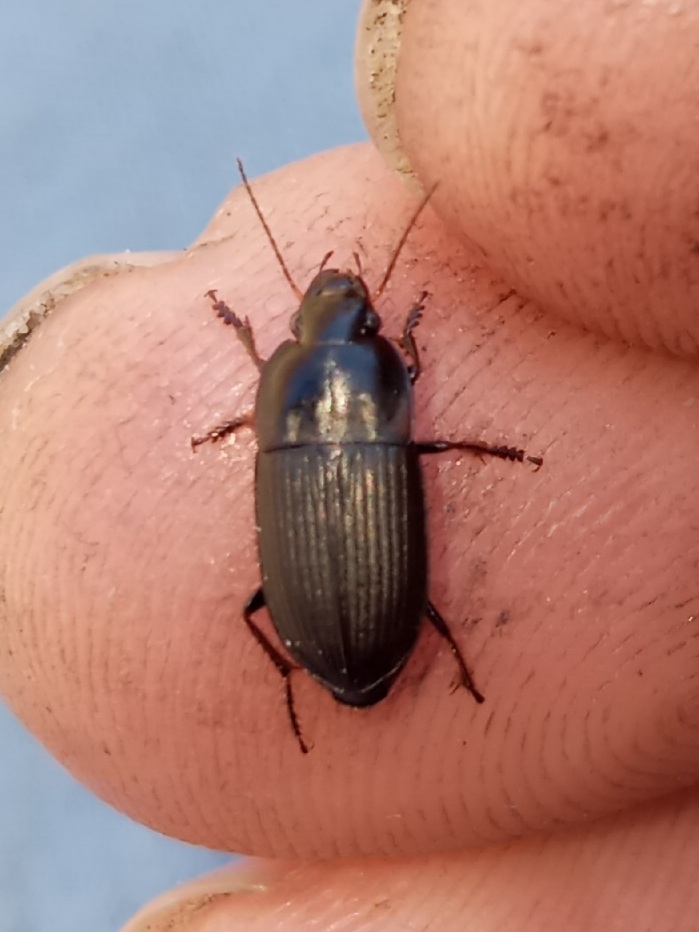 Rustic Harp Ground Beetle