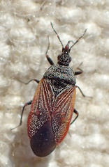 Melanocoris nigricornis