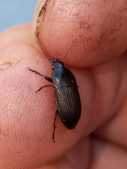 Anisodactylus rusticus