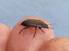 Anisodactylus rusticus