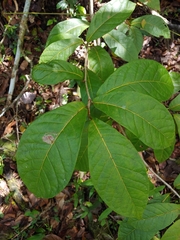 Coccoloba venosa