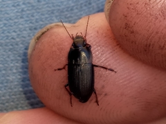 Anisodactylus rusticus