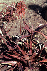 Aloe