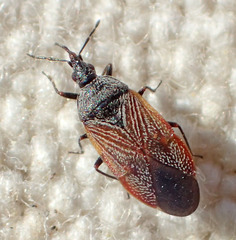 Melanocoris nigricornis