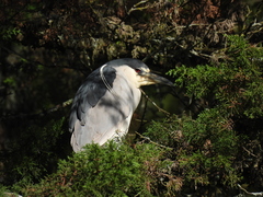 Nycticorax nycticorax