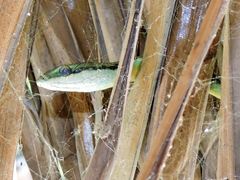 Leptophis diplotropis