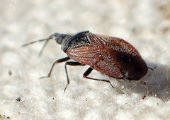 Melanocoris nigricornis