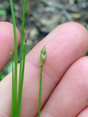 Trichophorum planifolium
