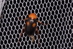 Phyllotocus bimaculatus