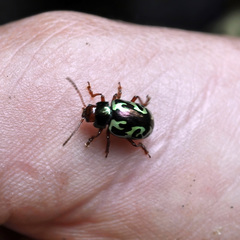 Zygogramma violaceomaculata