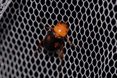 Phyllotocus bimaculatus