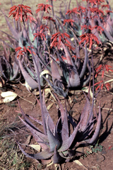 Aloe