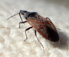 Melanocoris nigricornis