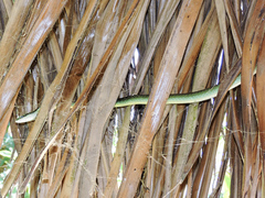 Leptophis diplotropis