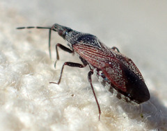 Melanocoris nigricornis