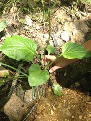 Plantago cordata