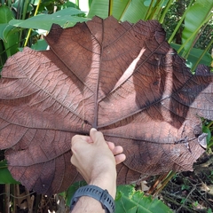 Coccoloba pubescens