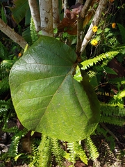 Coccoloba pubescens
