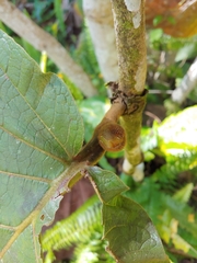 Coccoloba pubescens