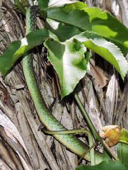 Leptophis diplotropis