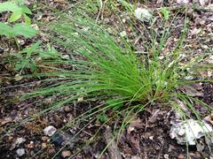 Trichophorum planifolium