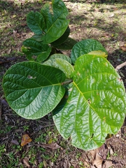 Coccoloba pubescens