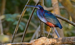 Agami Heron photo 1