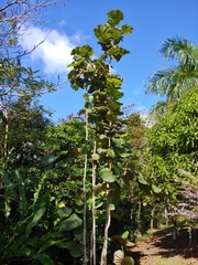 Coccoloba pubescens