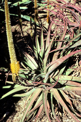 Aloe
