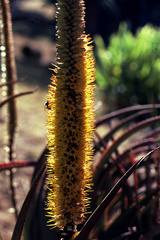 Aloe