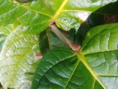 Coccoloba pubescens