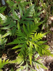 Doryopteris pedata