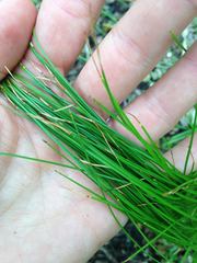 Trichophorum planifolium