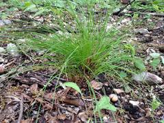 Trichophorum planifolium