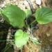 Heartleaf Plantain - Photo (c) Vanessa Voelker, some rights reserved (CC BY-NC), uploaded by Vanessa Voelker