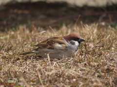Passer montanus