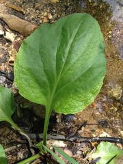 Plantago cordata