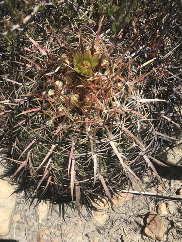 San Diego Barrel Cactus