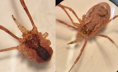 Lacinius ephippiatus