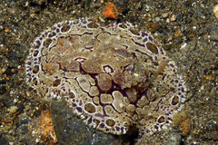 Hoplodoris rosans