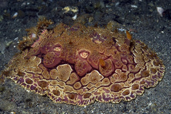 Hoplodoris rosans
