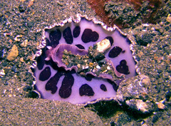 Hoplodoris rosans