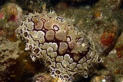 Hoplodoris rosans