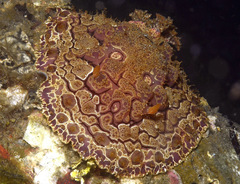 Hoplodoris rosans
