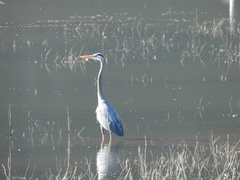 Ardea herodias