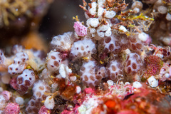 Pseudodistoma arborescens