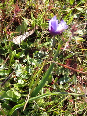 Brodiaea nana